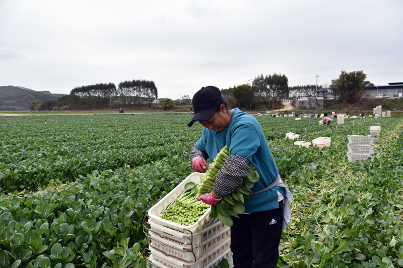 工人在整理蔬菜。