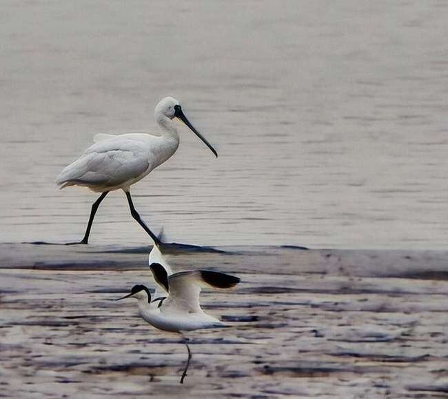黑脸琵鹭现身猪母湾湿地公园