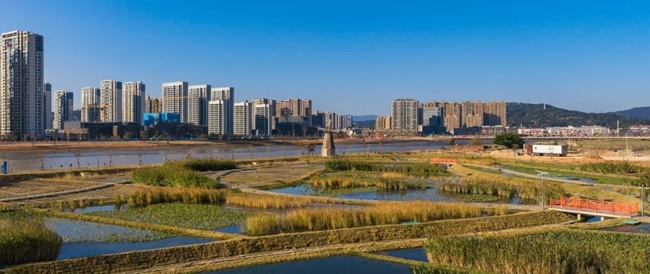 湿地生态修复，吸引各色水鸟前来安家或觅食