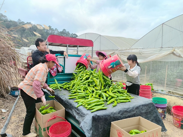 浦北縣三合鎮嘉忠種養專業合作社社員在忙碌裝運辣椒。吳小娟攝