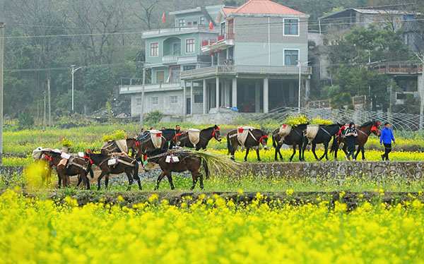 活動現場馬幫隊伍入場。主辦方供圖