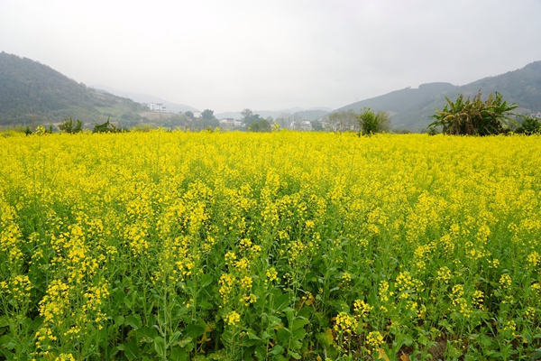 油菜花盛开。