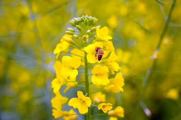 蜜蜂正在采蜜。