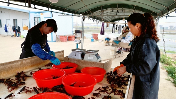 工人正在挑拣小龙虾。