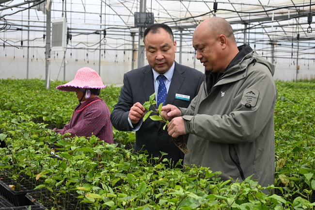 李文慰在福建龙岩市长汀县涂坊镇了解企业的百香果苗培育和销售情况