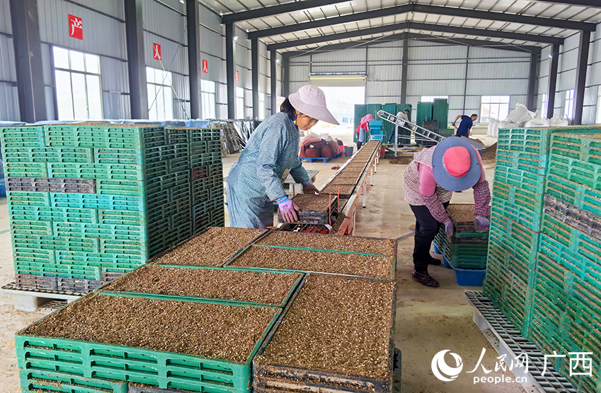 合山市（河裡）水稻產業中心育秧基地生產車間。人民網記者 付華周攝