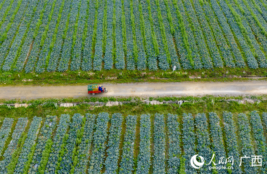 工人在運輸新鮮採摘的西蘭苔。