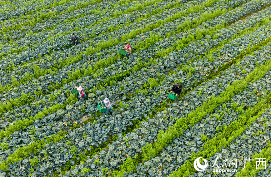 工人正在採摘西蘭苔。