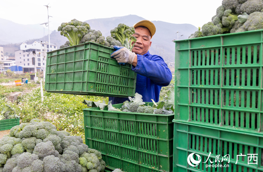 工人將採摘好的西蘭苔搬運裝車。