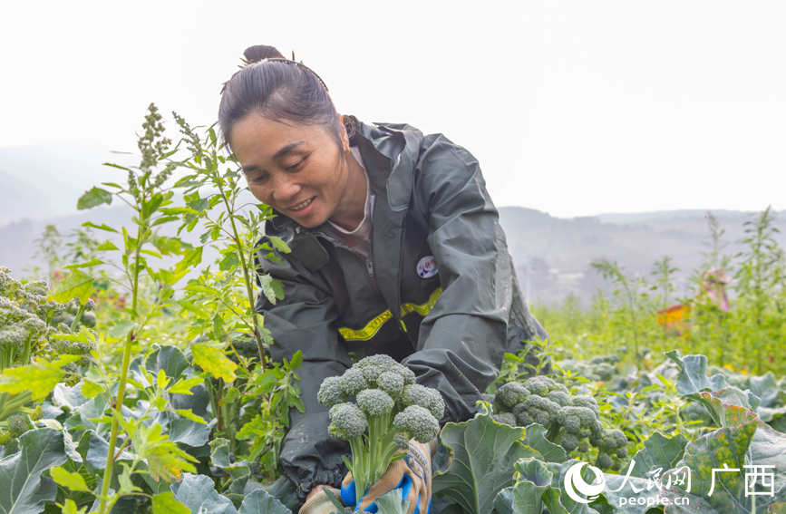 工人在採摘西蘭苔。