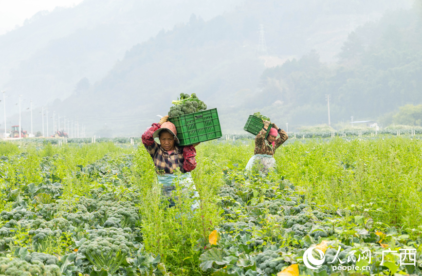 工人忙著搬運西蘭苔。