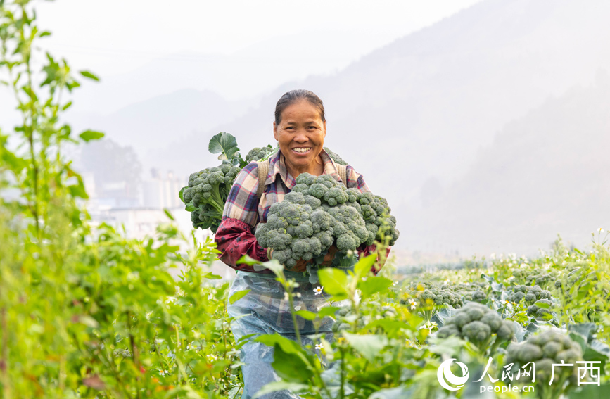 工人在搬運西蘭苔。