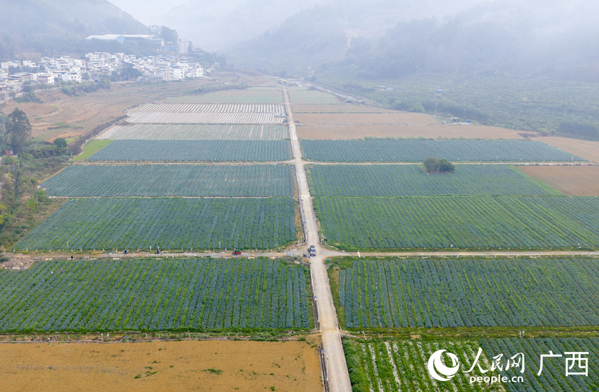 西蘭苔種植基地。