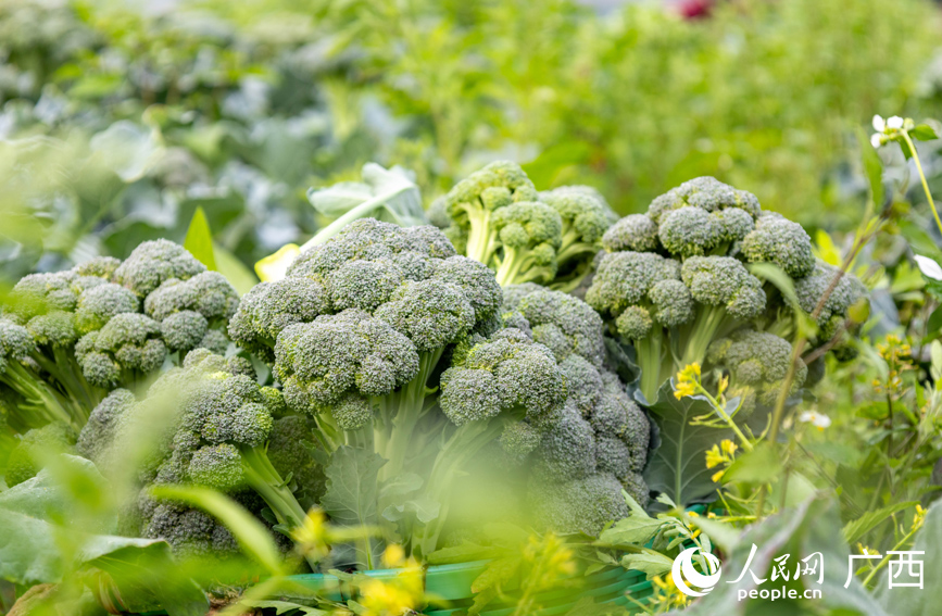 西蘭苔長勢喜人。