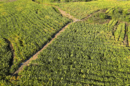 當地莪術種植基地一派生機勃勃的景象
