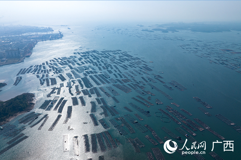 “鱗次櫛比”的龍門港蚝排。人民網記者 雷琦竣攝