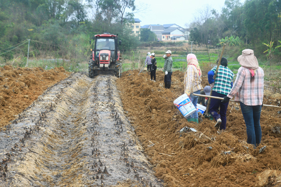 當地莪術迎來採收期