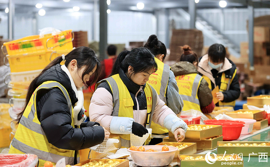 工人包裝融安金桔,准備供應年貨市場。