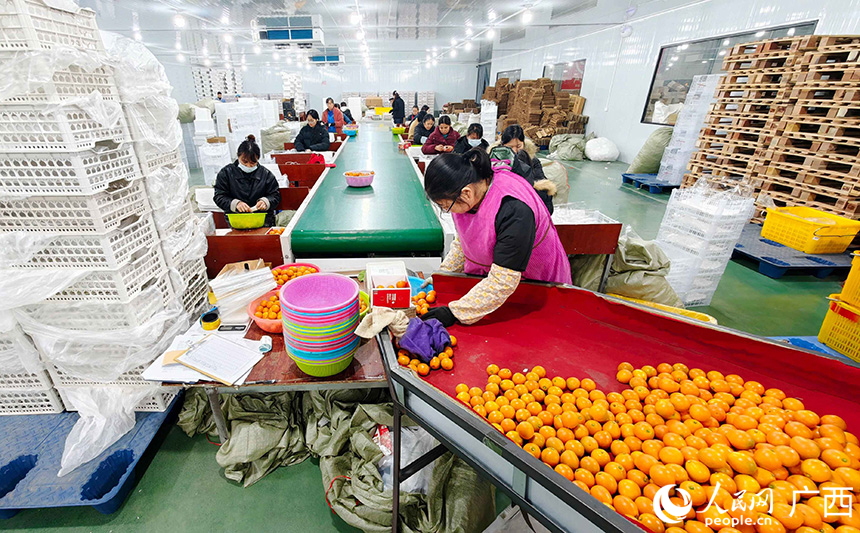 生產車間內，工人在分揀融安金桔。