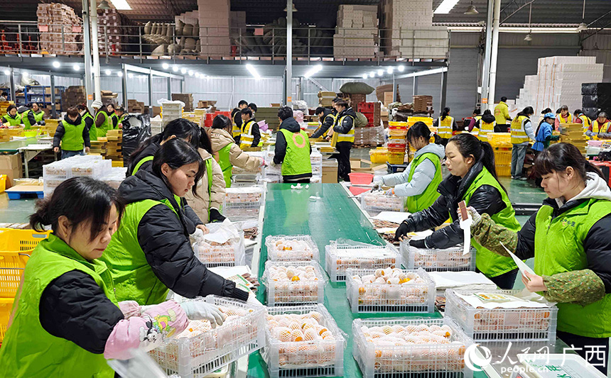 新年將近，融安金桔成為暢銷年貨。