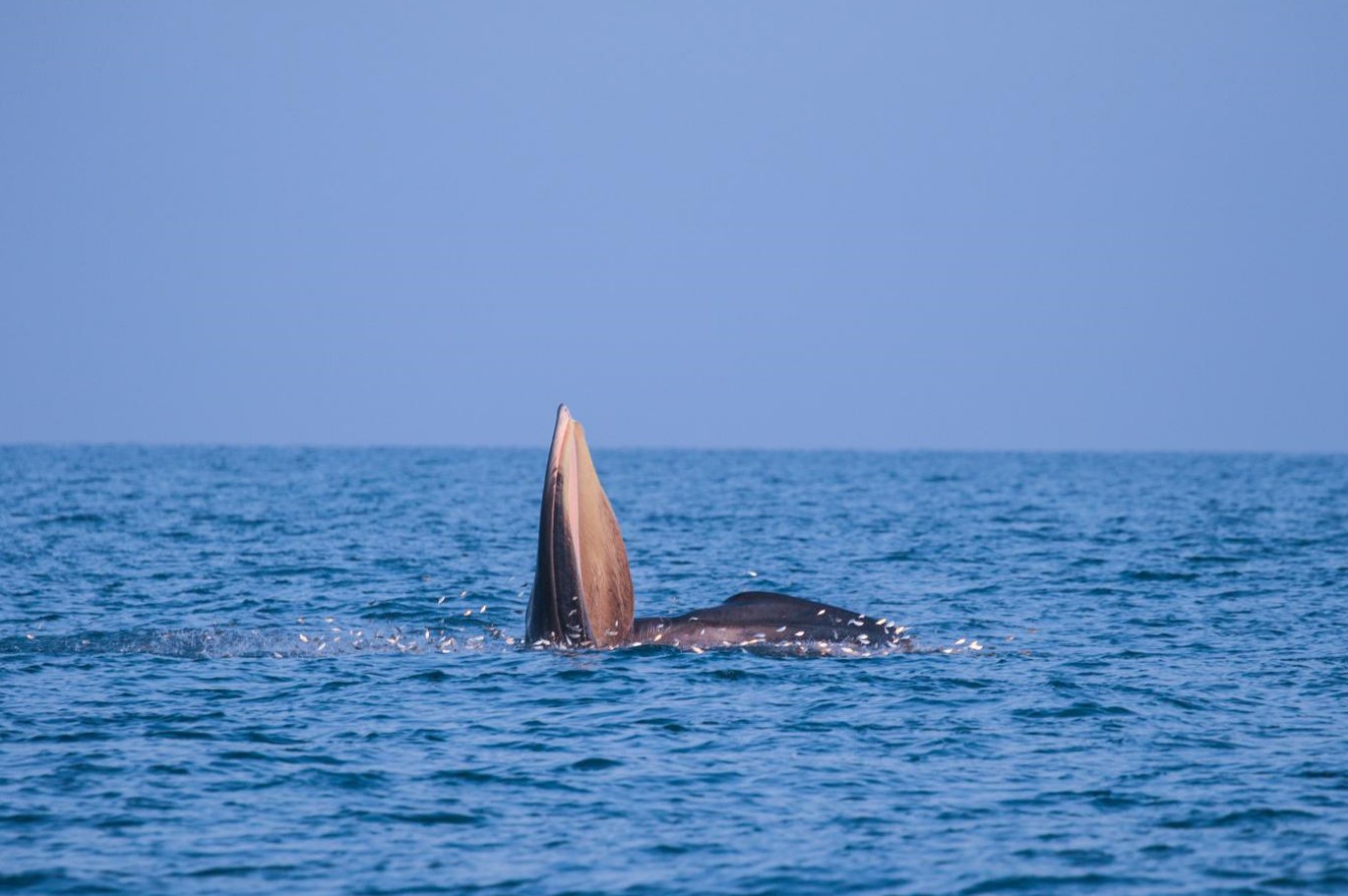 在潿洲島海域拍攝的布氏鯨。陳炳耀攝