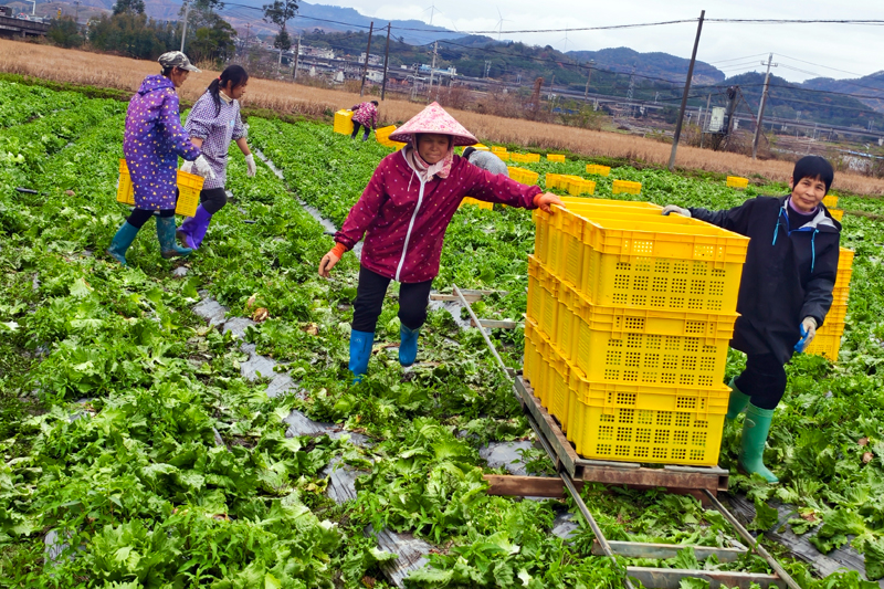 村民在菜地里采收分拣。