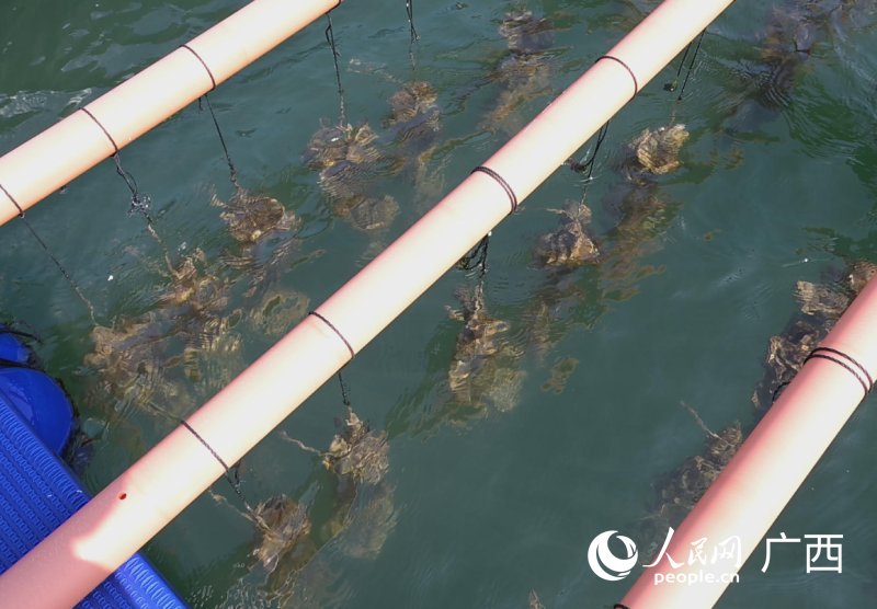 海上蚝排長勢良好。人民網記者 雷琦竣攝