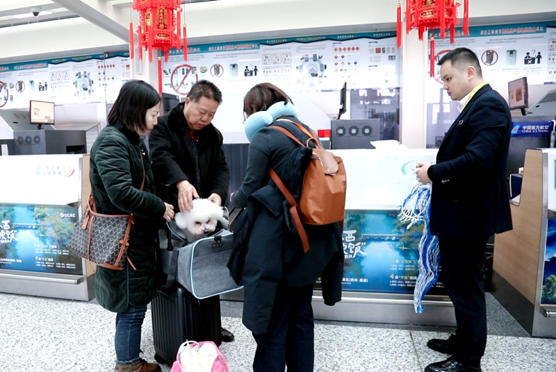 南航为旅客办理“爱宠进客舱。南航贵州公司供图.jpg