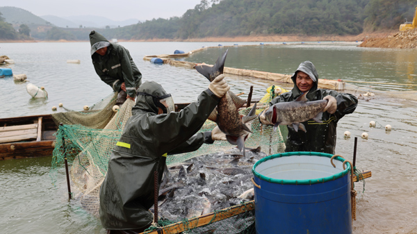 渔民们正忙着捕鱼。庞飞勇摄