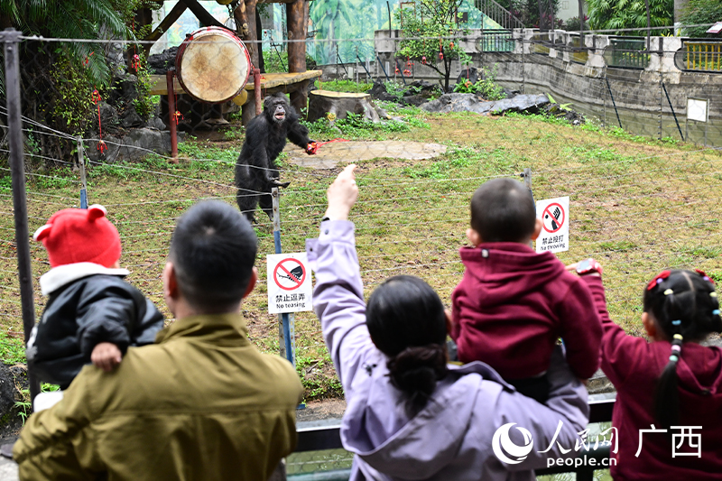 南寧市動物園頂流網紅猩猩為游客拋繡球。人民網記者 雷琦竣攝