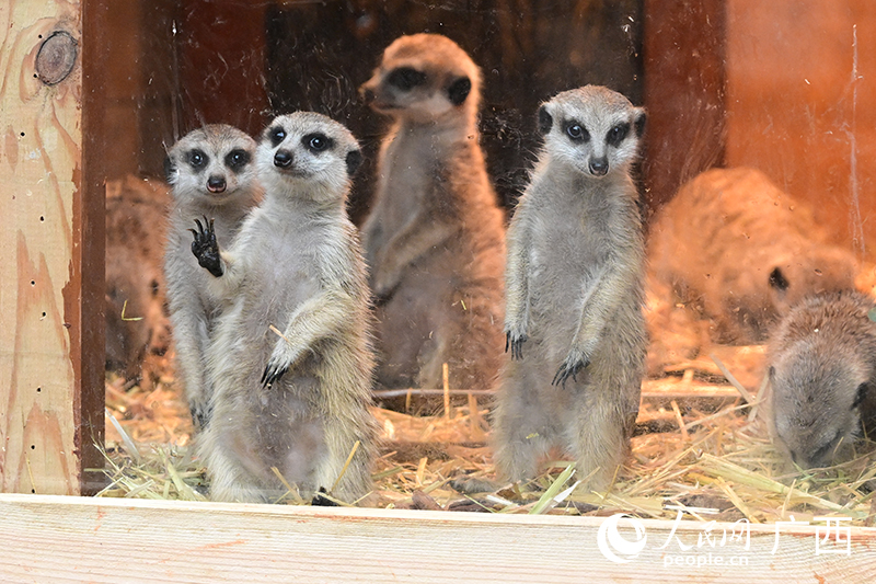 細尾獴。人民網記者 雷琦竣攝