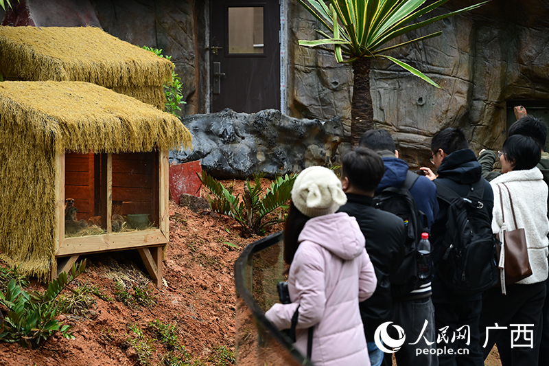 細尾獴館受游客喜愛。人民網記者 雷琦竣攝