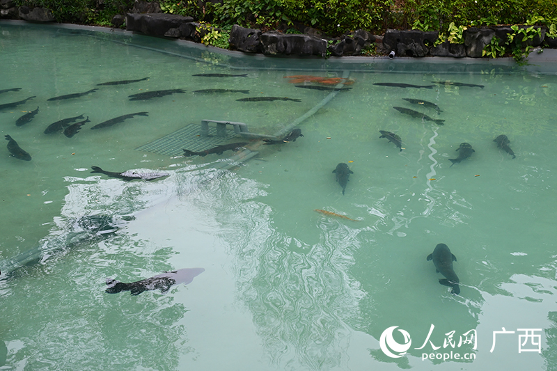 青魚池。人民網記者 雷琦竣攝