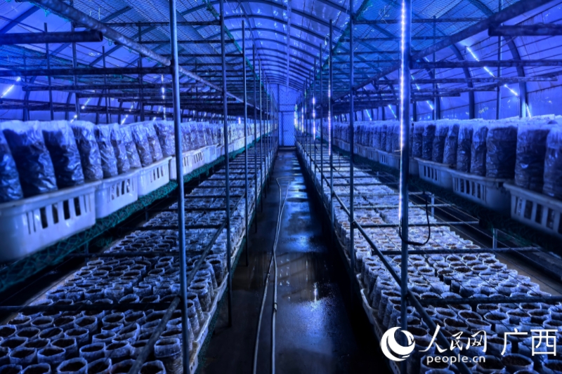 恆溫恆濕的智慧菇房。人民網記者 覃心攝