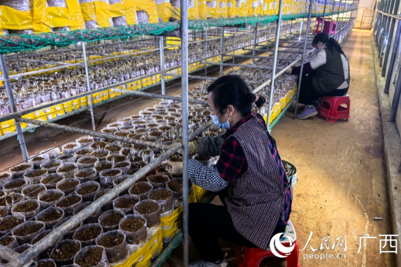 工人正在挖菌根。人民網記者 覃心攝