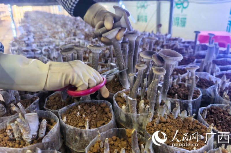 工人收菌子。人民網記者 覃心攝