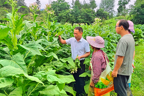 烟技员向烟农传授打顶抹芽技巧。黄朝江摄