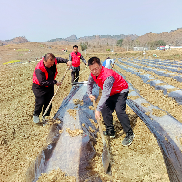 组织党员到烟田铺设地膜。杨绍基摄
