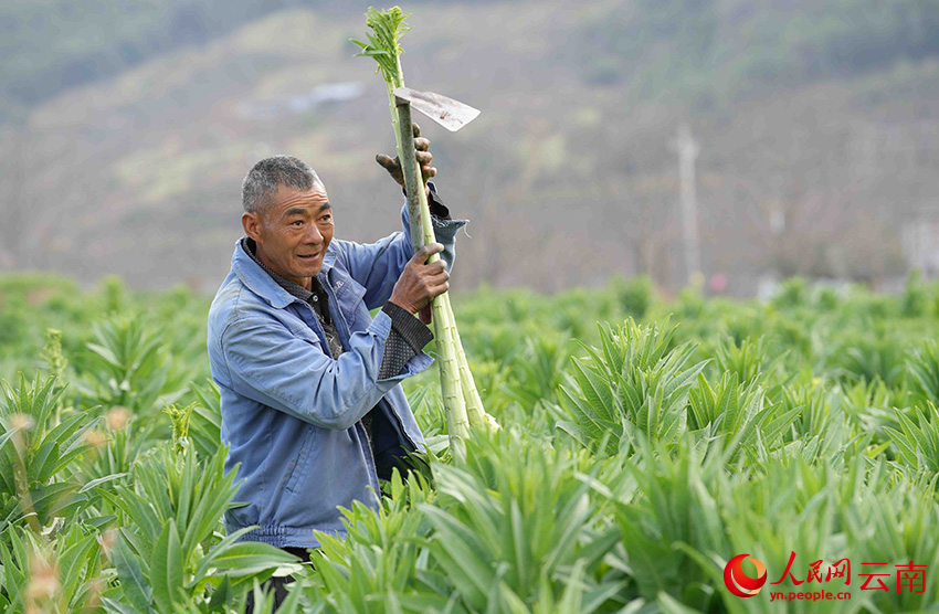 2月25日，云南省漾濞彝族自治县漾江镇桑不老村村民在采收贡菜。虎遵会摄