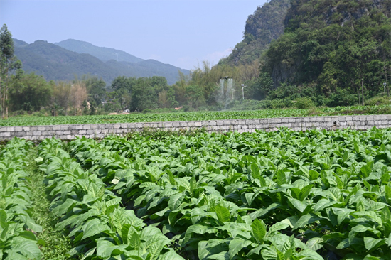 无人机飞防植保，赋能生态保护。虞秀本摄