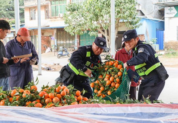 巡防间隙，民辅警帮助前来卖果的老人装卸沃柑，赢得群众一致称赞。周岩摄