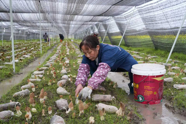 工人正在采摘羊肚菌