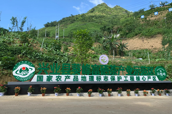 兴业县葵峰富硒茶产业示范区——国家农产品地理标志保护工程核心产区。兴业县山心镇人民政府供图