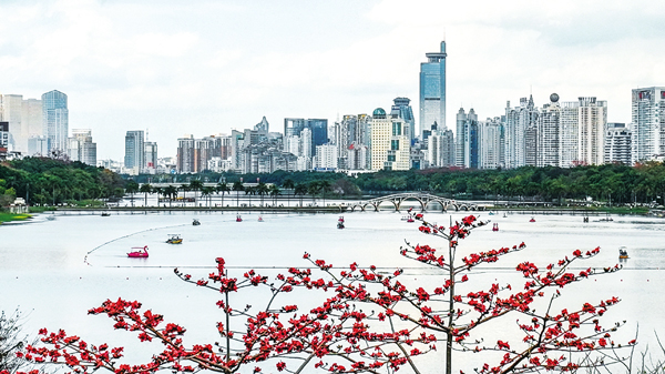 南湖周邊的木棉花競相綻放,嬌艷似火的花朵綴滿枝頭,燦爛而熱烈。彭寰攝