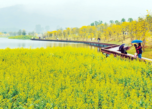 南寧市景區裡的油菜花已開放,春意盎然。記者潘浩攝