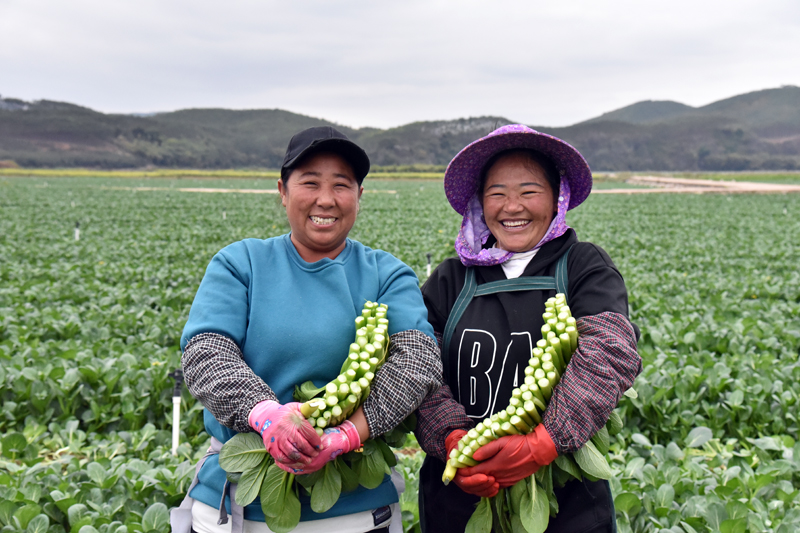 小菜篮拎起大产业 绘就兴乡好“丰”景