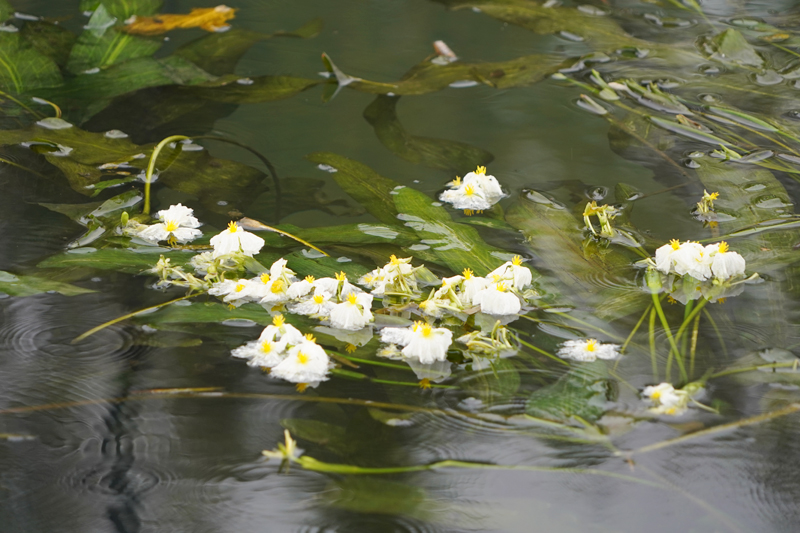海菜花竞相绽放 绘就和谐生态美景