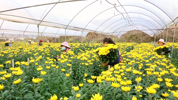 村民正在採收鮮花。