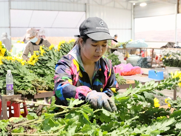 村民正在整理鮮花。