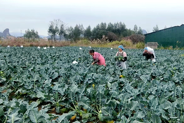 西兰花种植基地一角。